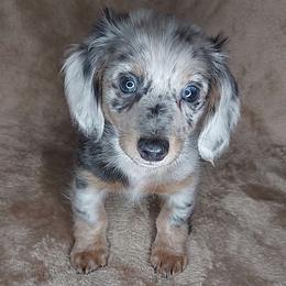 FLINT - TINY BLUE DAPPLE - Dapple male Dachshund puppy in Swink, Oklahoma from Palali Farm