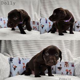 Dolly - Chocolate female Labrador Retriever puppy in Boyd, Minnesota from Lindley Labradors