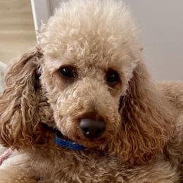Poodles from Little Gall Reds
