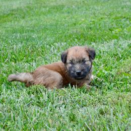 Pine - Wheaten male Soft Coated Wheaten Terrier puppy in Kirksville, Missouri from Ironwood Ridge Kennels