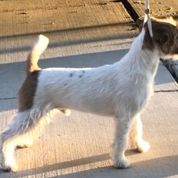 Mojo - Russell Terrier puppy in Apple Valley, California from Katelyn M Ford
