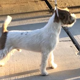 Mojo - Russell Terrier puppy in Apple Valley, California from Katelyn M Ford