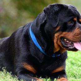 Rottweilers from Von Brantley