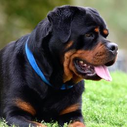 Rottweilers from Von Brantley