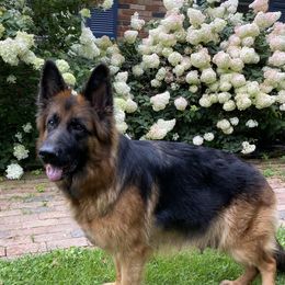 Valey - German Shepherd