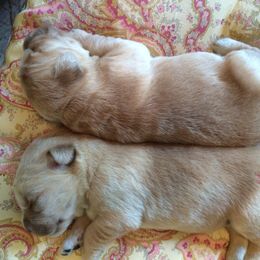 Golden Retriever Puppies from ElkCreek Golden Retrievers
