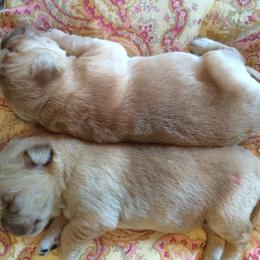 Golden Retriever Puppies from ElkCreek Golden Retrievers