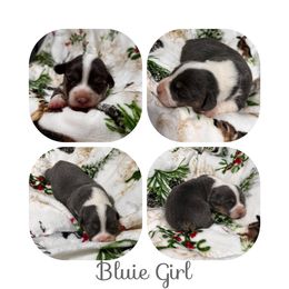 Pembroke Welsh Corgi Puppies from Wildcat Creek Corgis