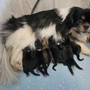 Lady Liberty -Libby - Sable female Tibetan Spaniel puppy in Vancouver, Washington from Trillium Tibetan Spaniels