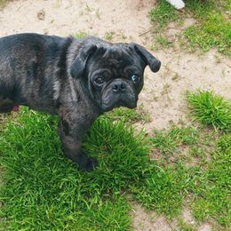Pug Puppies from Brenda's Pugs