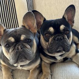 French Bulldogs from Diamond Ridge French Bulldogs