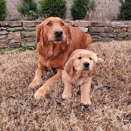 Golden Retriever Puppies from Arkansas River Golden Retrievers