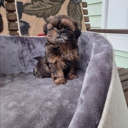 Dolly - Red and tan female Shih Tzu puppy in Waynesboro, Pennsylvania from Big Win Shih Tzus
