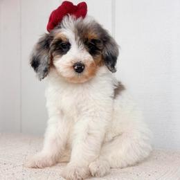 Snow - Blue merle female Aussiedoodle puppy in Omro, Wisconsin from Crystal Ridge Doodles