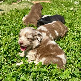Red Merle Female 1 - 2000 - Red merle female Australian Shepherd puppy in Morristown, Tennessee from Lakeway Farms