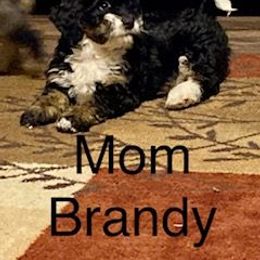 Assorted Doodle Crosses and Bernedoodle Puppies from WS Doodles