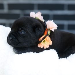 Orange - Black female Cane Corso puppy in Citrus Heights, California from Nor Cal Guardians
