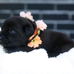 Orange - Black female Cane Corso puppy in Citrus Heights, California from Nor Cal Guardians