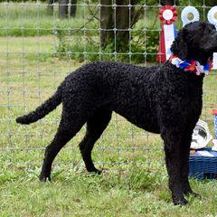 Curly-Coated Retrievers from Kittatinny Curly-Coated Retrievers