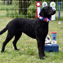 Curly-Coated Retrievers from Kittatinny Curly-Coated Retrievers