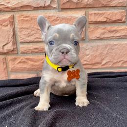 Squints - Tricolors male French Bulldog puppy in Cleveland, Ohio from Ohio’s Finest Frenchies