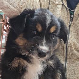 Spade - Black tri male Miniature Australian Shepherd puppy in Leonard, Texas from Tin Roof Aussies