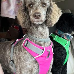 Oaklee - Poodle
