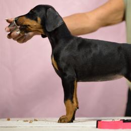 Pink collar - Black and rust female Doberman Pinscher puppy in Santa Clarita, California from Riviera Dobermans