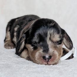 Sizzles - Dapple male Dachshund puppy in Danbury, New Hampshire from Maplewood Mountain Farm