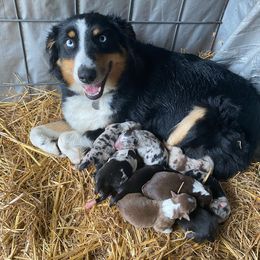 Daisy - Australian Shepherd