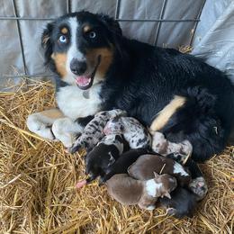 Daisy - Australian Shepherd