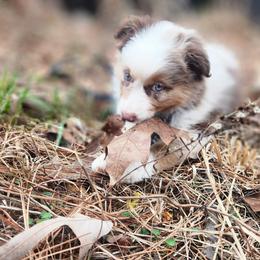 Australian Shepherd Puppies from Furtabulous Paws Australian Shepherds