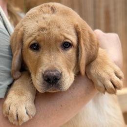 Cheddar - Yellow male Labrador Retriever puppy in Archer Lodge, North Carolina from Archer Lodge Labradors