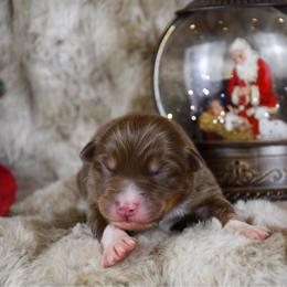 Louvre - Red tri-color male Australian Shepherd puppy in Kirksville, Missouri from BellSharps Australian Shepherds