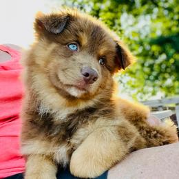Australian Shepherd Puppies from Wild Magnolia Farms Aussies