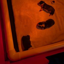 Boston Terrier Puppies from Boston's Boston Terriers AKC