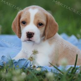 Beagle and Boston Terrier Puppies from Marti Acres ~ Boston Terrier & Beagles