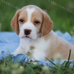 Beagle and Boston Terrier Puppies from Marti Acres ~ Boston Terrier & Beagles
