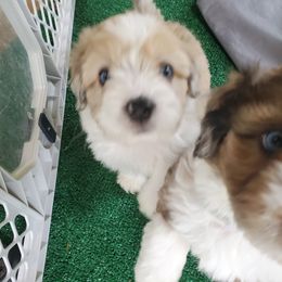 Aussiedoodle, Bernedoodle, and Miniature American Shepherd Puppies from Silverton Doodles