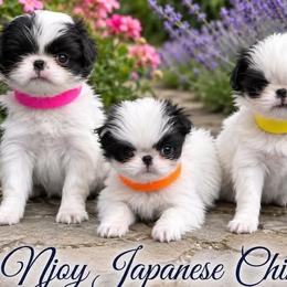 Japanese Chins from Njoy Japanese Chin