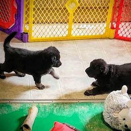 German Shepherd Puppies from Littlewood Shepherds