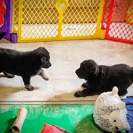 German Shepherd Puppies from Littlewood Shepherds