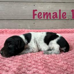 Loretta - Black roan female German Shorthaired Pointer puppy in Axton, Virginia from Red Clay Kennels