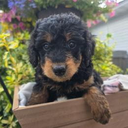 Alaska - Black phantom female Aussiedoodle puppy in Blackfoot, Idaho from Draper Mountain Doodles