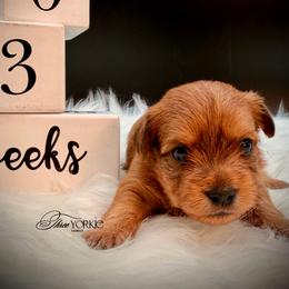 Golden boy - Chocolate and tan male Yorkshire Terrier puppy in Machesney Park, Illinois from Three Yorkie Family
