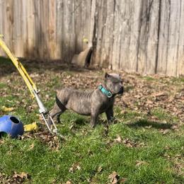 Teal collar (was tan collar( - Gray brindle male Cane Corso puppy in Opelousas, Louisiana from Azelees Cane Corso