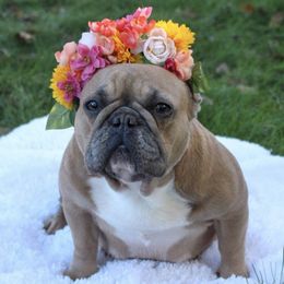 Tri county frenchies d dot schnappies - Unknown