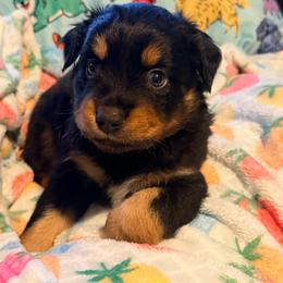 Glacier - Black tri-color male Australian Shepherd puppy in Coldwater, Michigan from Northern Star Australian Shepherds