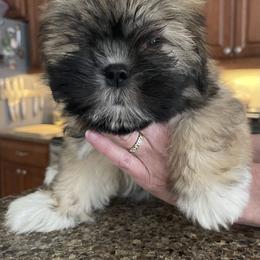 Girl 3  Blue - Black and tan female Lhasa Apso puppy in Palm Bay, Florida from Lhasa Apso Doggy Stylez Fl