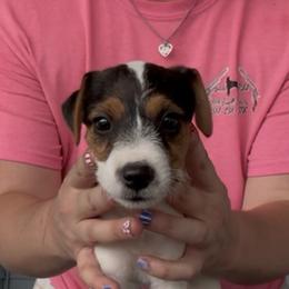 Boy 2 - Tri-color male Jack Russell Terrier puppy in Robstown, Texas from Smokin Pistol Jack Russell Terriers